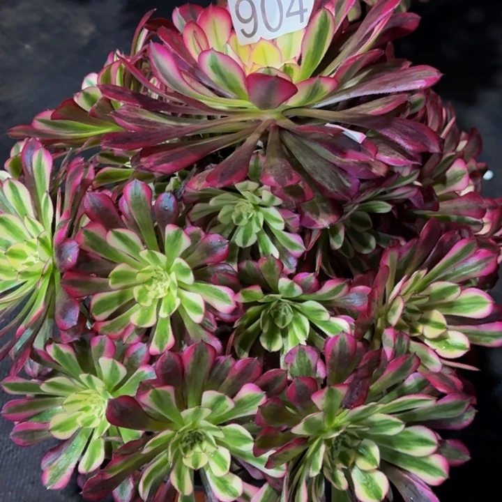 0000000000904红通白