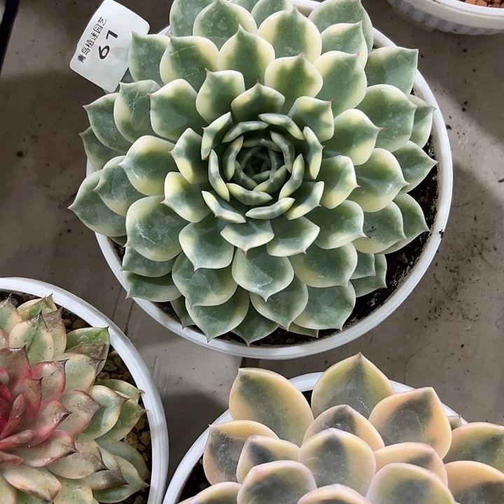 61爱丽卡锦多肉植物