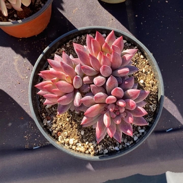 羽毛体虞美人肉肉肉肉肉