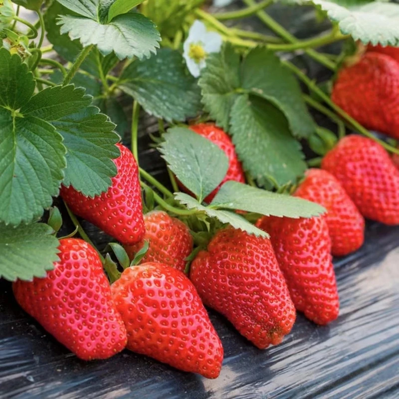 家庭阳台盆栽奶油草莓种子四季易活水果种子