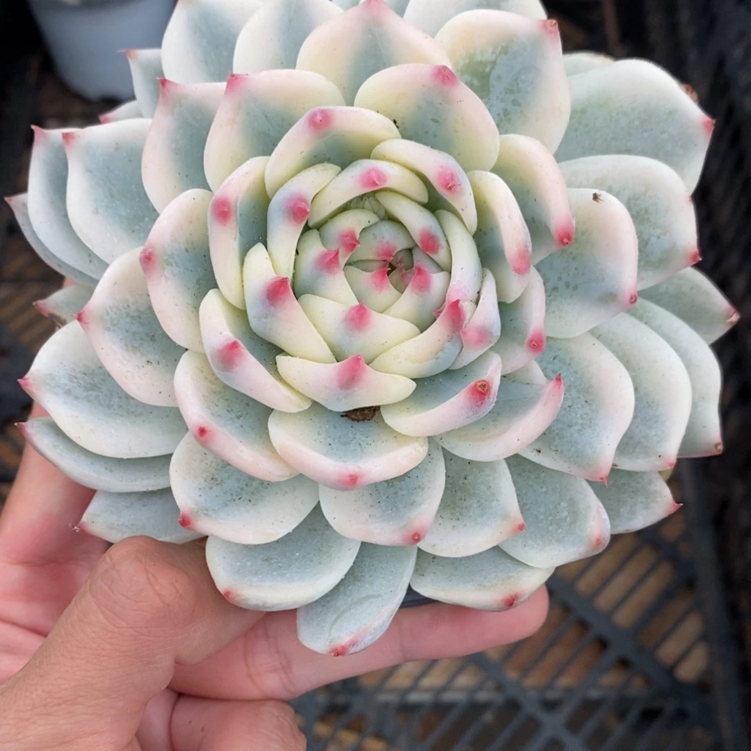吉娃娃锦多肉植物A3670