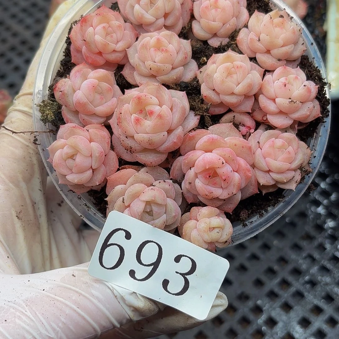 多肉植物多肉植物693