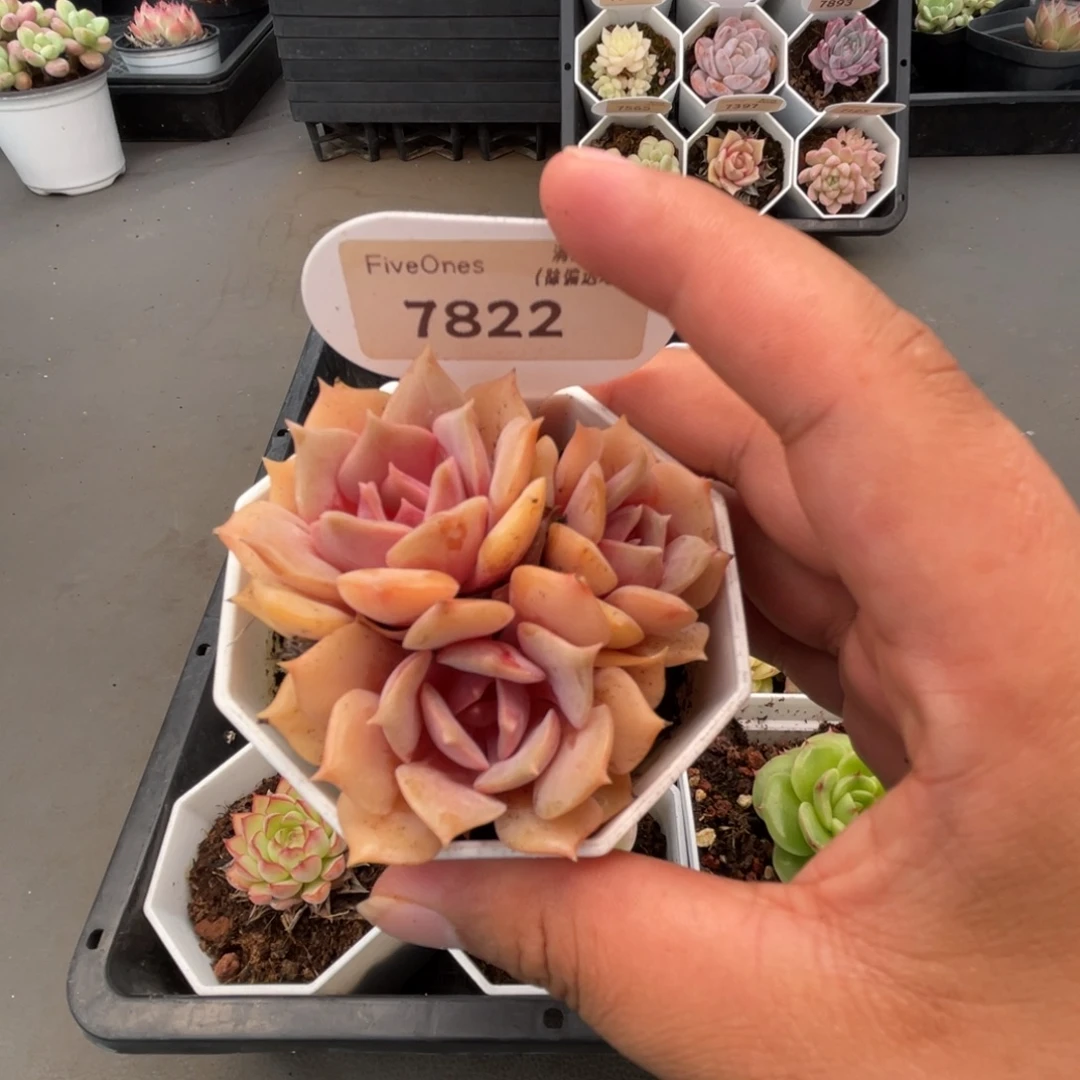 7822粉蝶 5.0厘米