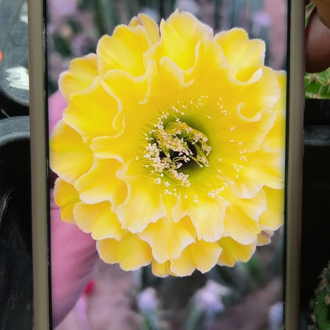 下6彩草精灵歪侧芽4公分左右20包邮