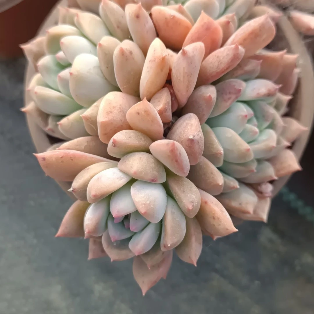 霜花1颗脱土发货(拼满15元包邮)多肉植物阳台露台办公室