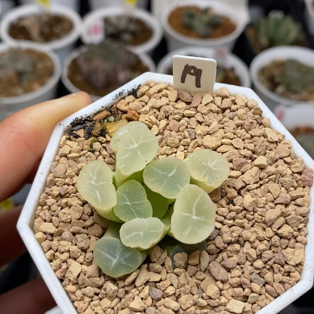 19糊斑万象多肉植物