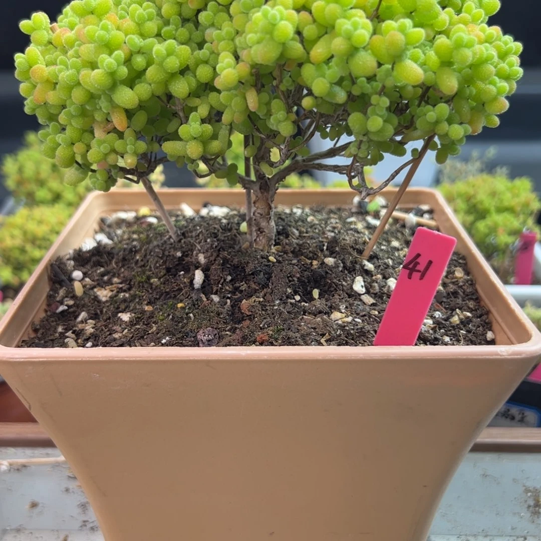 金桔糖球41号15cm盆