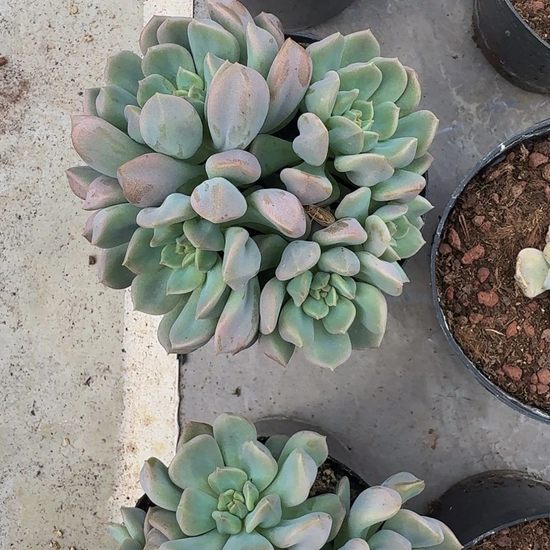 超奶 群生 一物一拍