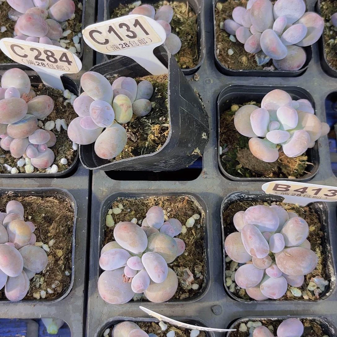 C131彩虹奶一物一拍