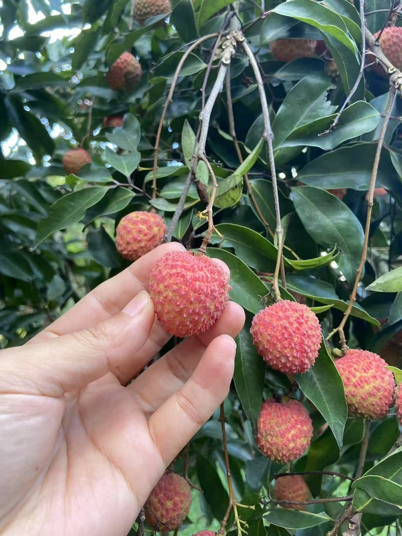 广东荔枝 山水荔枝 揭西氧吧天然气候 桂味清甜
