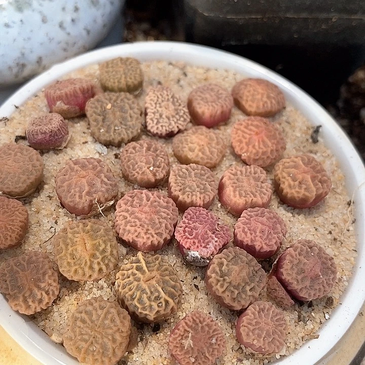 16619超烧一颗  dt7778