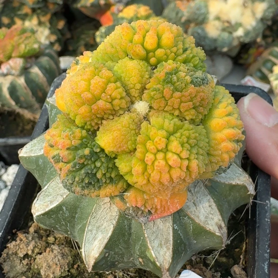 【闪购商品】哥斯拉花锦131