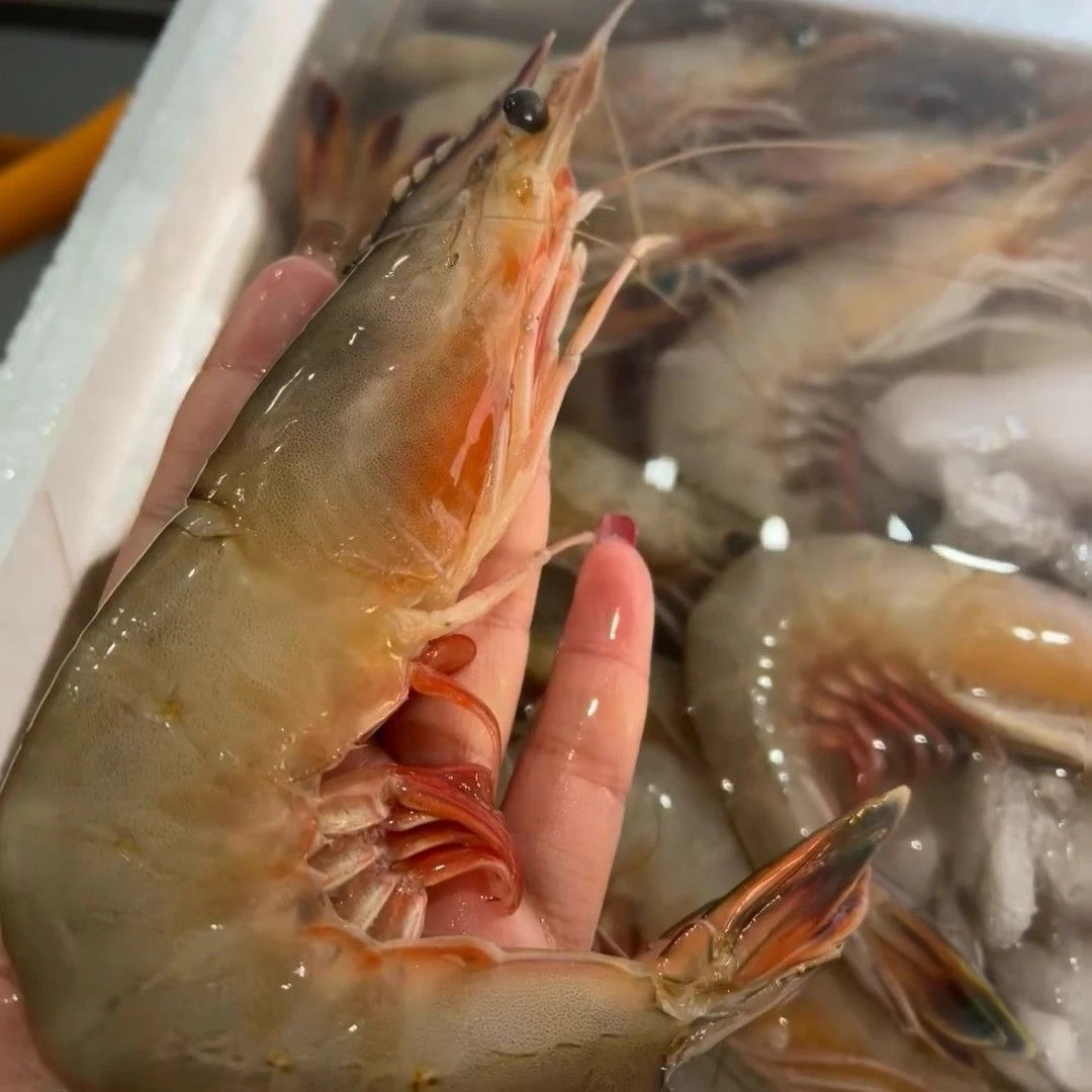 野生特大8-10头/斤海捕白对虾海明虾深海捕捞纯野生顺丰冷链发货