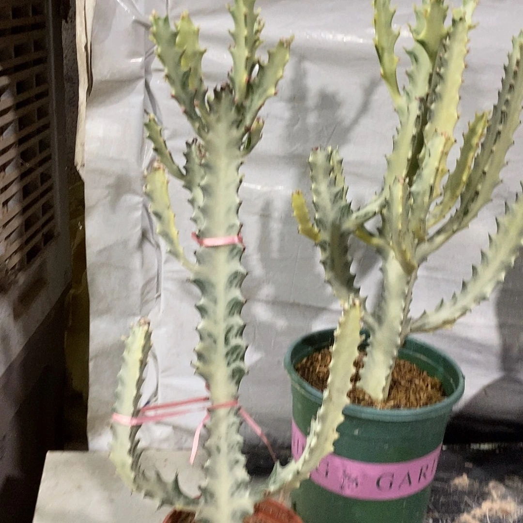 无花朵白龙骨一物一拍