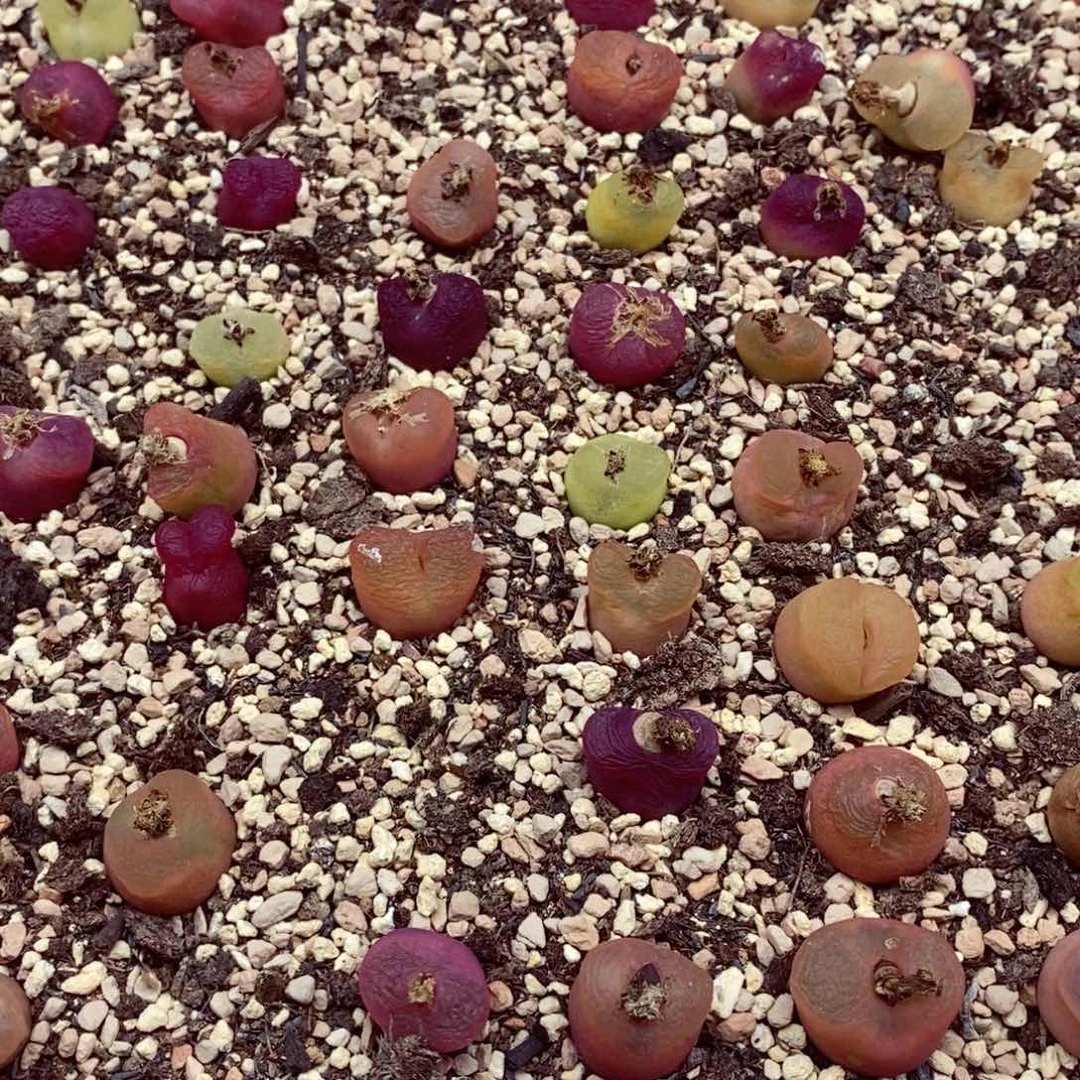 糯**子我的小姐姐们都是我的304