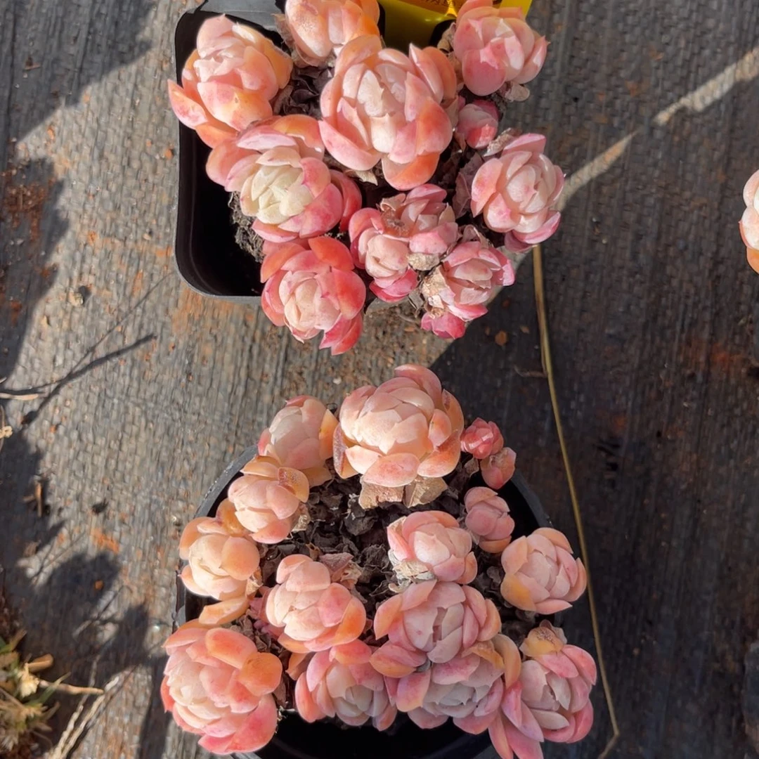 云尘多肉一物一拍带盆带土1508