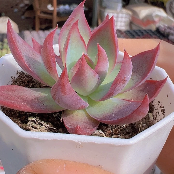 惊鸿仙子8角盆19包邮