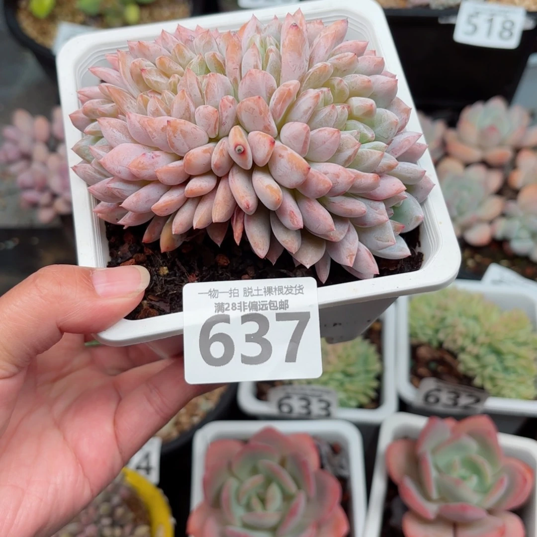 青***云橙梦露缀化无盆土发货