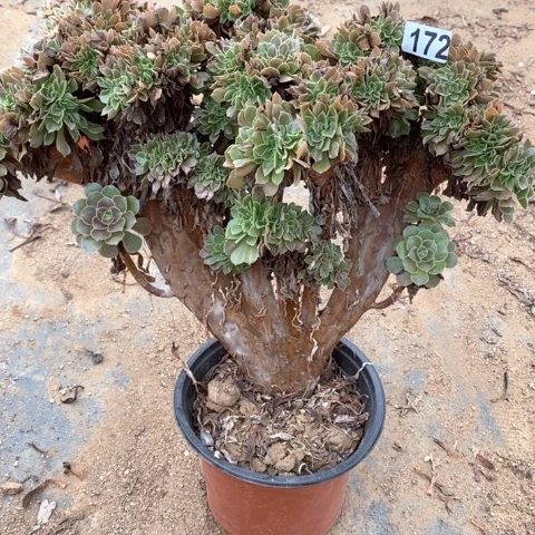 172玫瑰缀化法师多肉