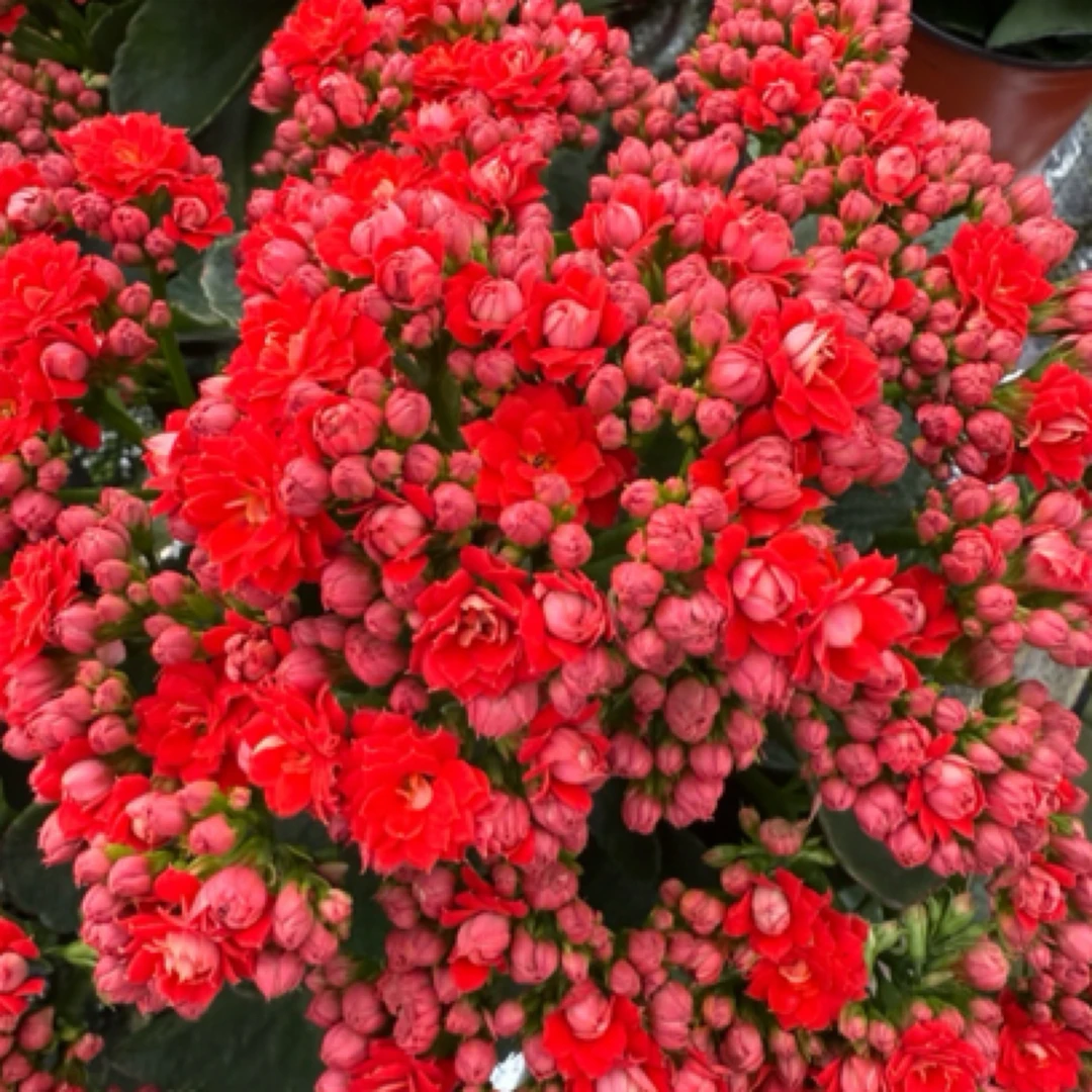 (红豆)新品种重瓣130盆长寿花