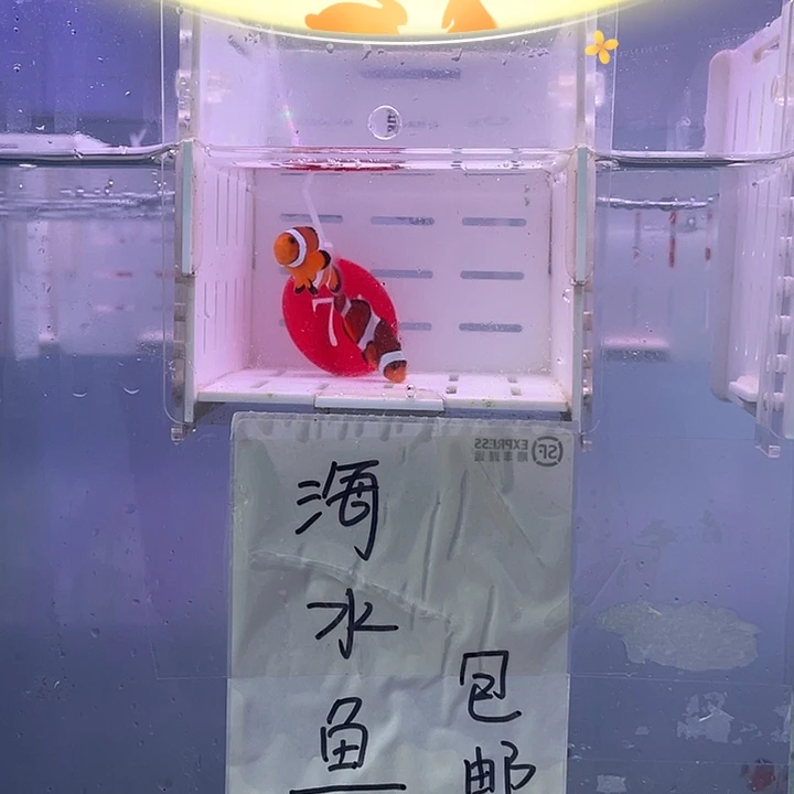 海水鱼精品黑边公子