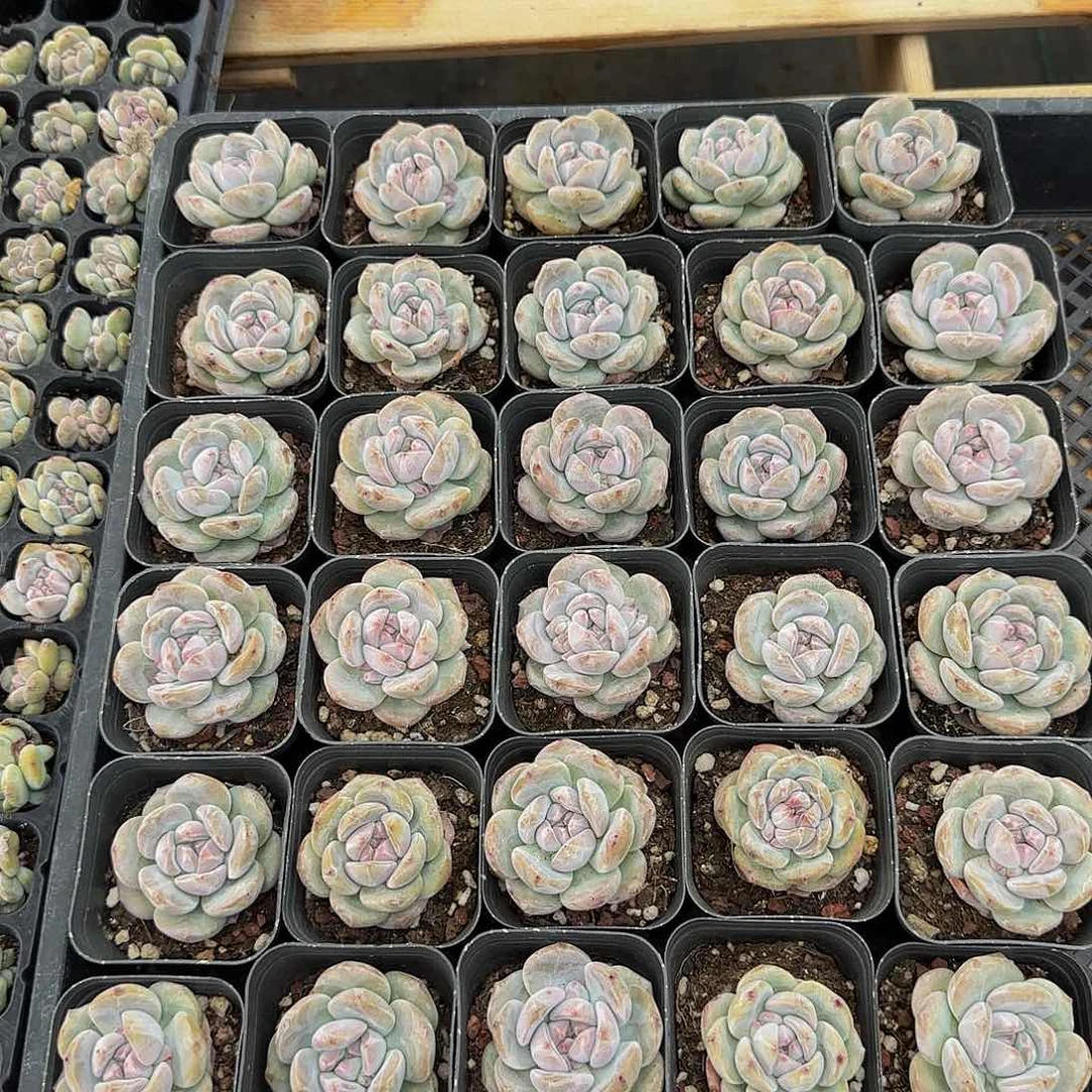 9颗一组圆叶星影单头特价福利