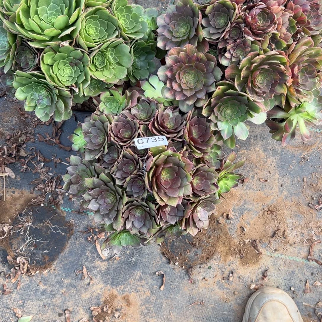 735三颗组合多肉植物法师