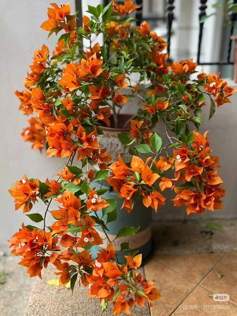 14（桑巴系列带花）爬藤三角梅庭院四季爆花多年花卉易养护