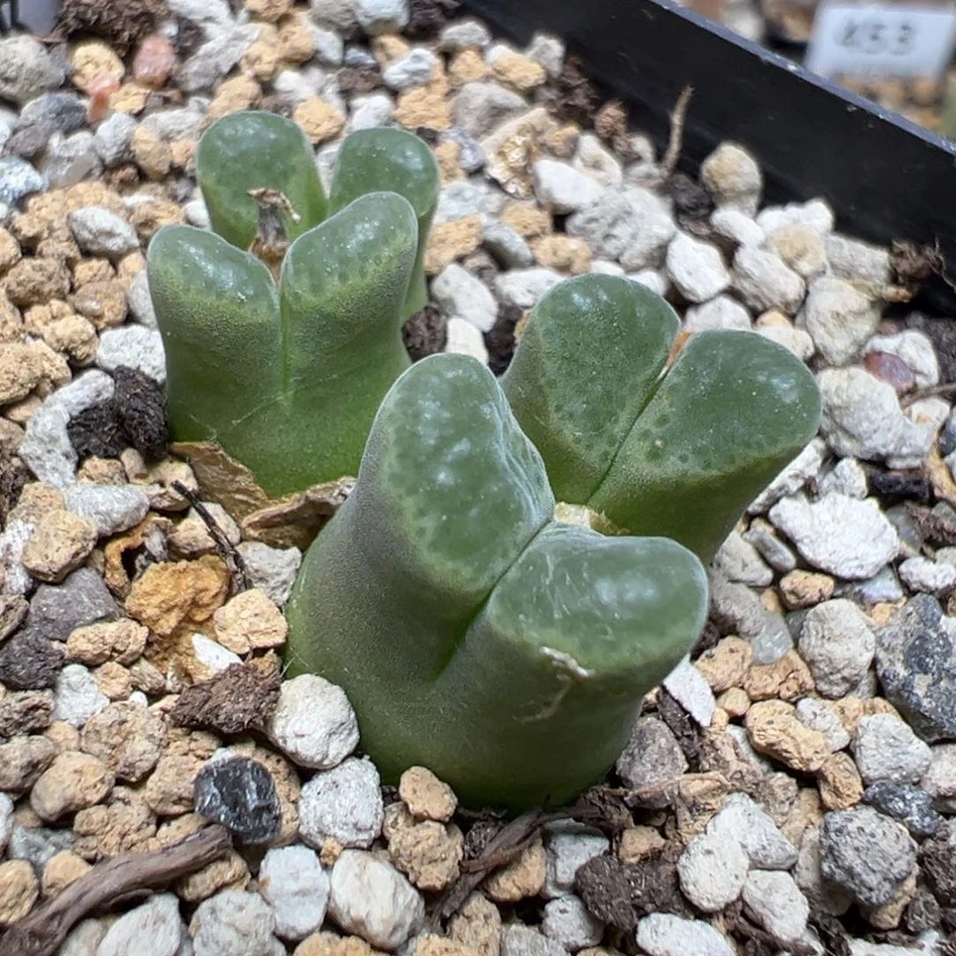 【闪购商品】 457。