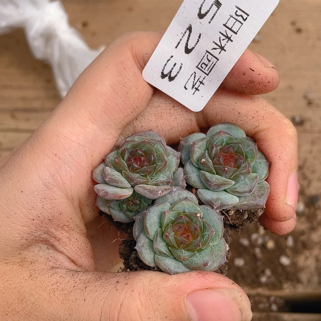 多肉植物多肉植物523