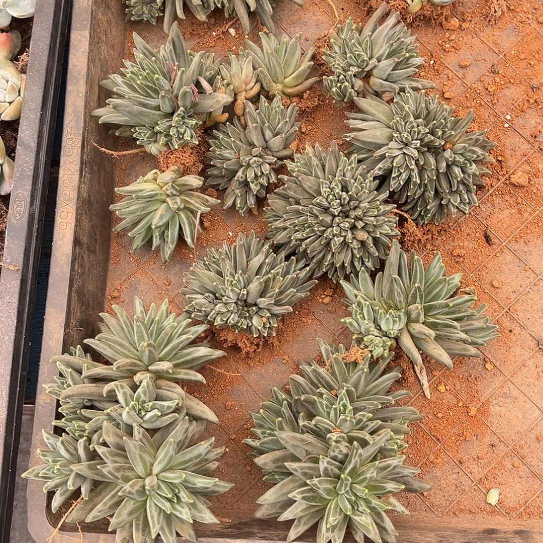 呵****梵高美人48.88多肉植物