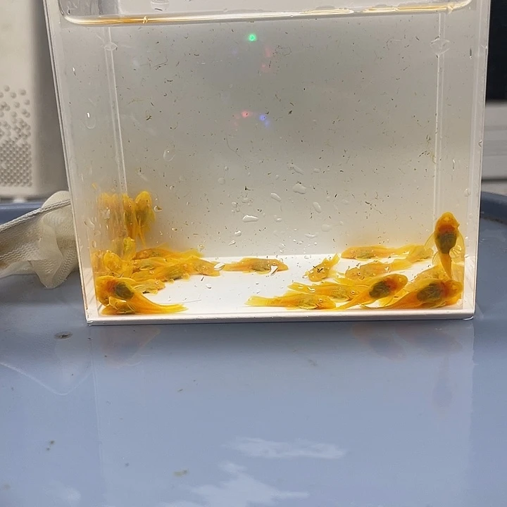 清道夫鱼小胡子30条