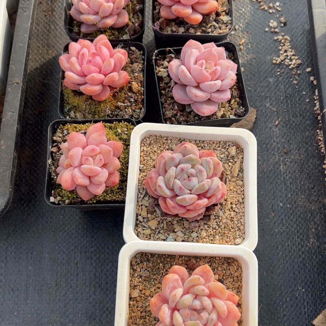 雪天使5公分左右7颗6012号