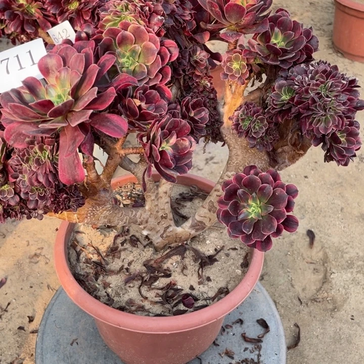 安***乐711号哦了美杜莎缀化微暇