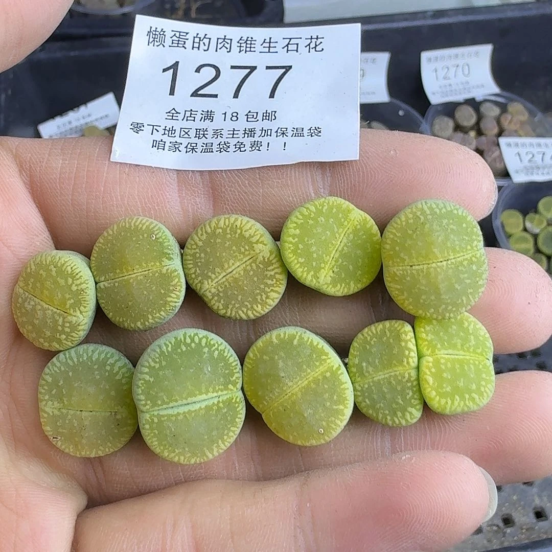 1277 哈哈哈哈哈哈哈哈