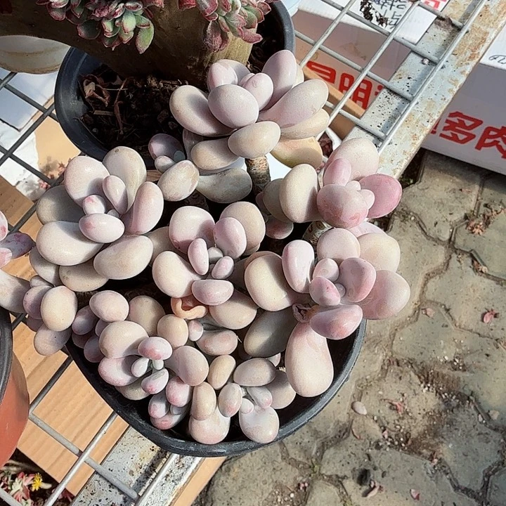 多头桃蛋多肉植物我