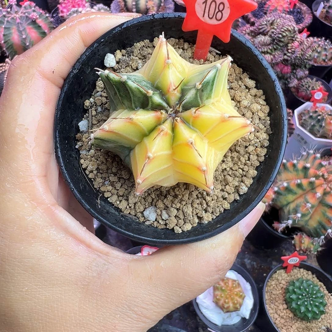 1-108肋骨锦带盆土发货5厘米