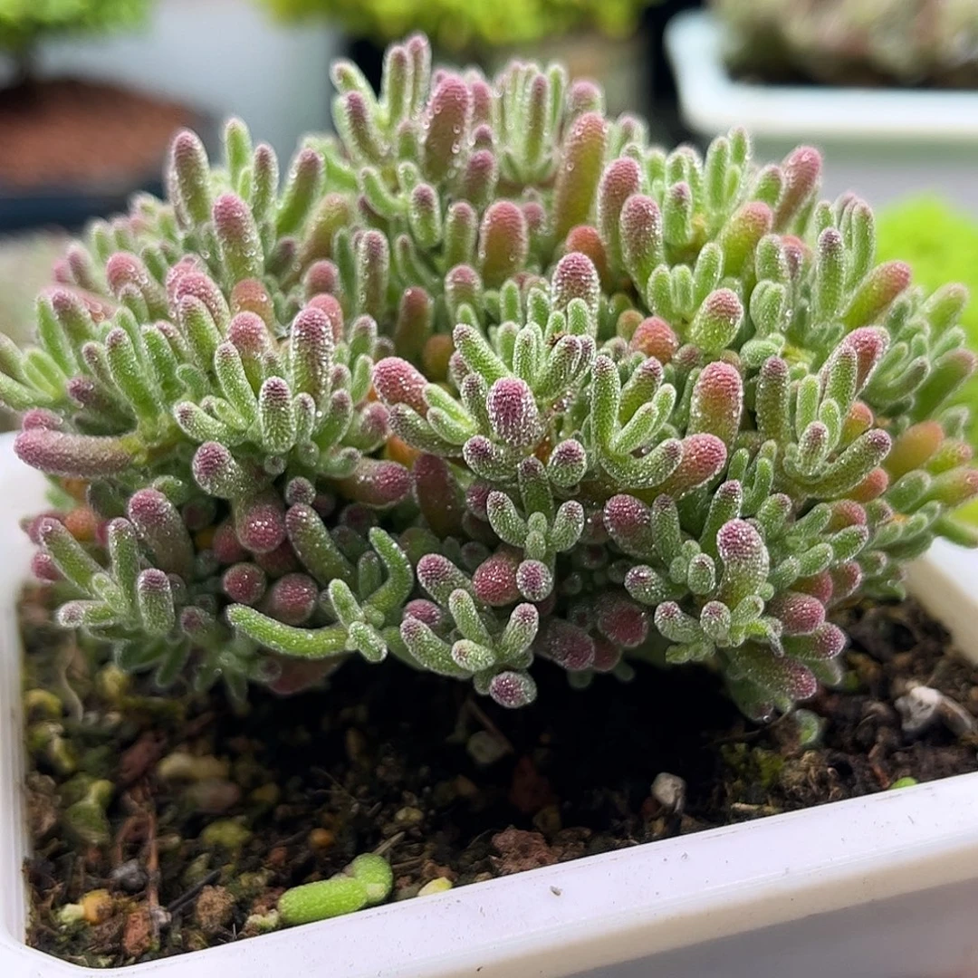 004冰晶优选枝干番杏