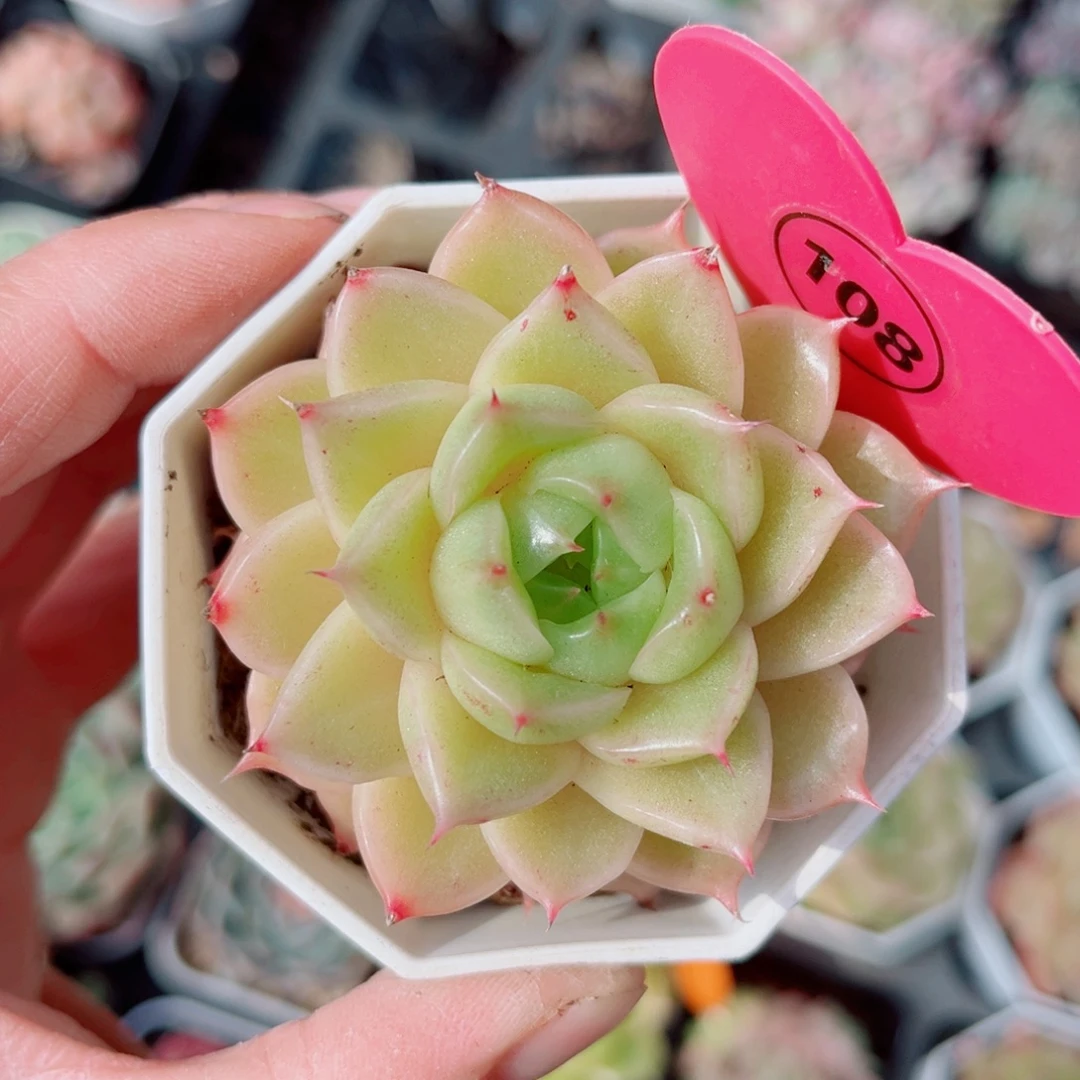 108号珍妮麦秆单头