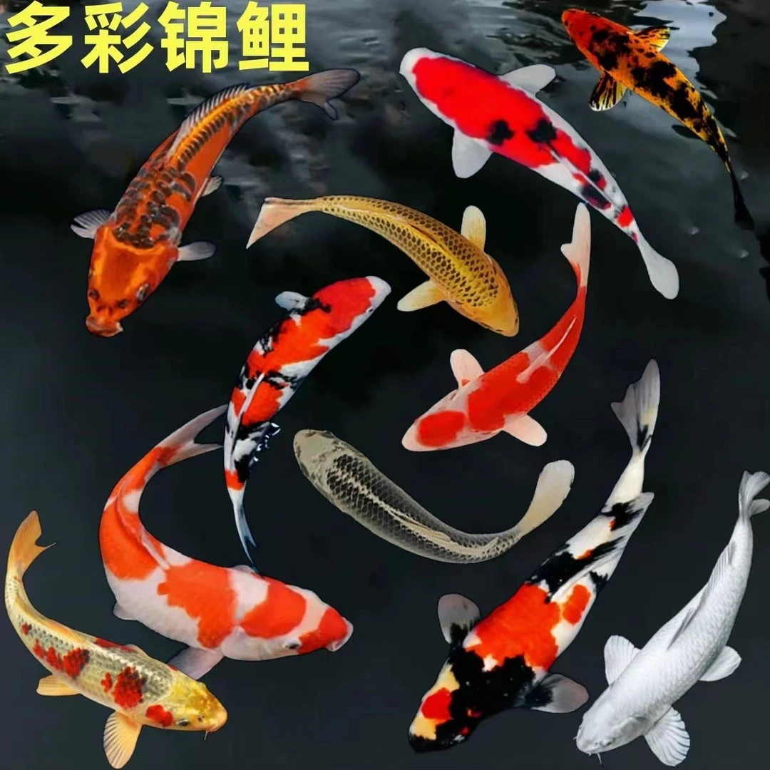 ④精品锦鲤活鱼纯种红白三色黄金招财观赏鱼公园庭院鱼池锦鲤鱼