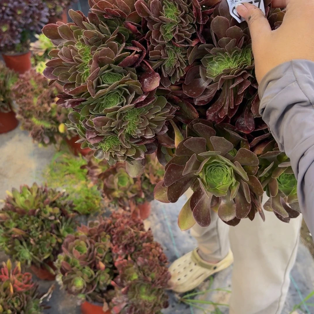 无花朵557多肉植物捧花的