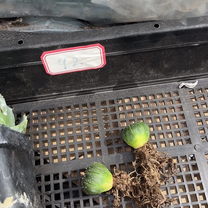 冰***晴92号框两个小南瓜