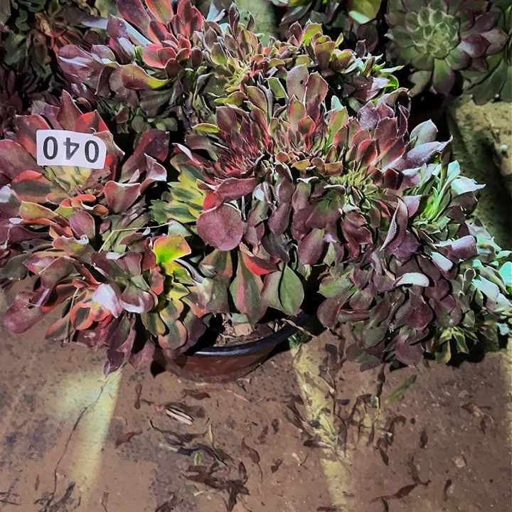 040香妃多肉植物处理不售后缀化