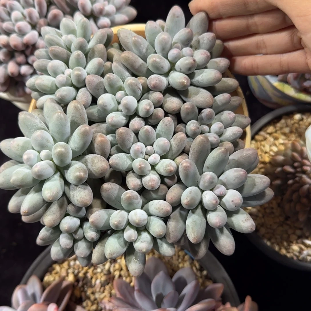 吉***）汤圆群一物一拍专