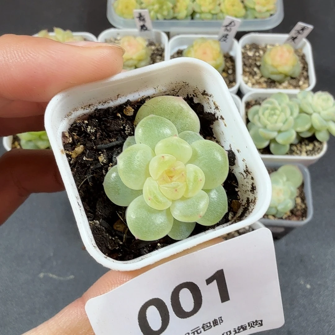 奶油财富33一物一拍001