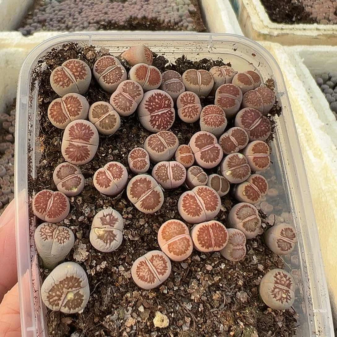 693小美菊福利炸