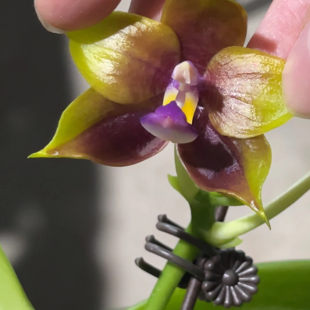 完全开放弥陀713-995