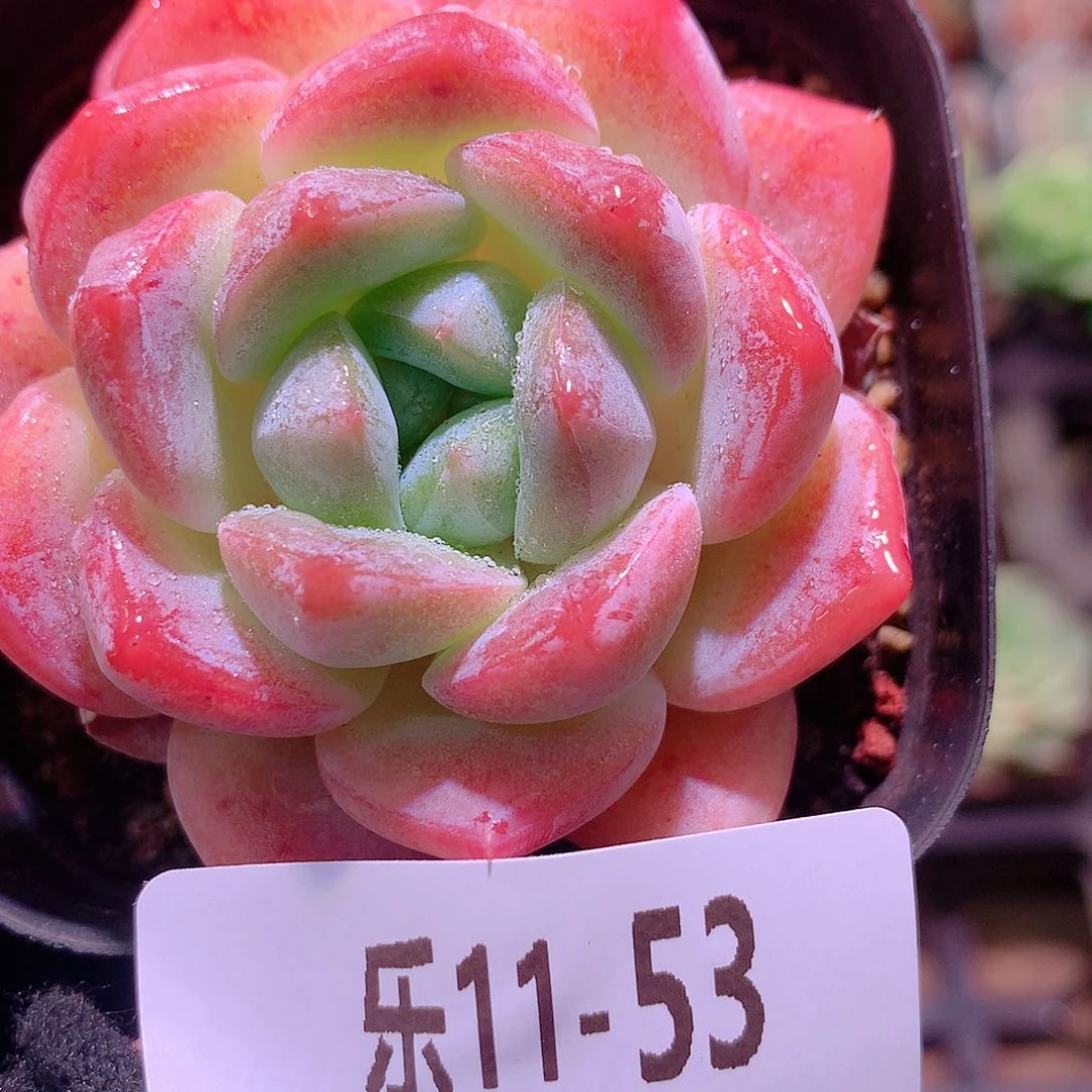乐然11-53 冰糖单头