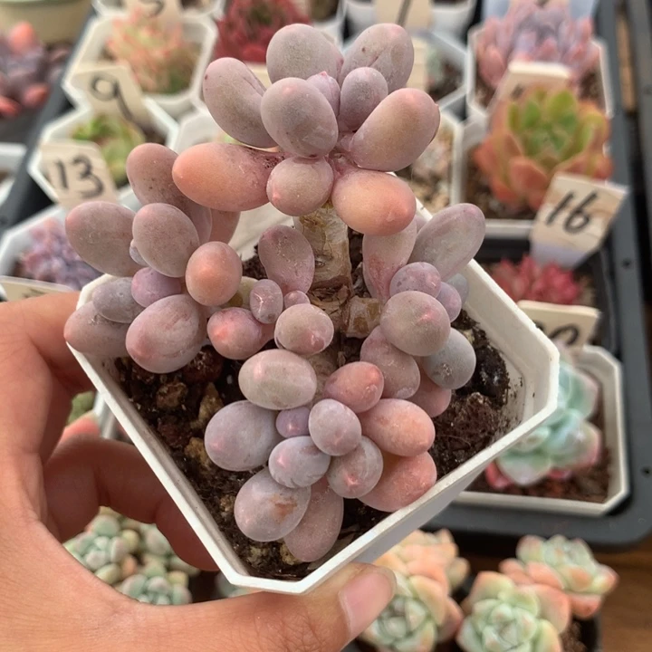 精控汤圆满28元包邮