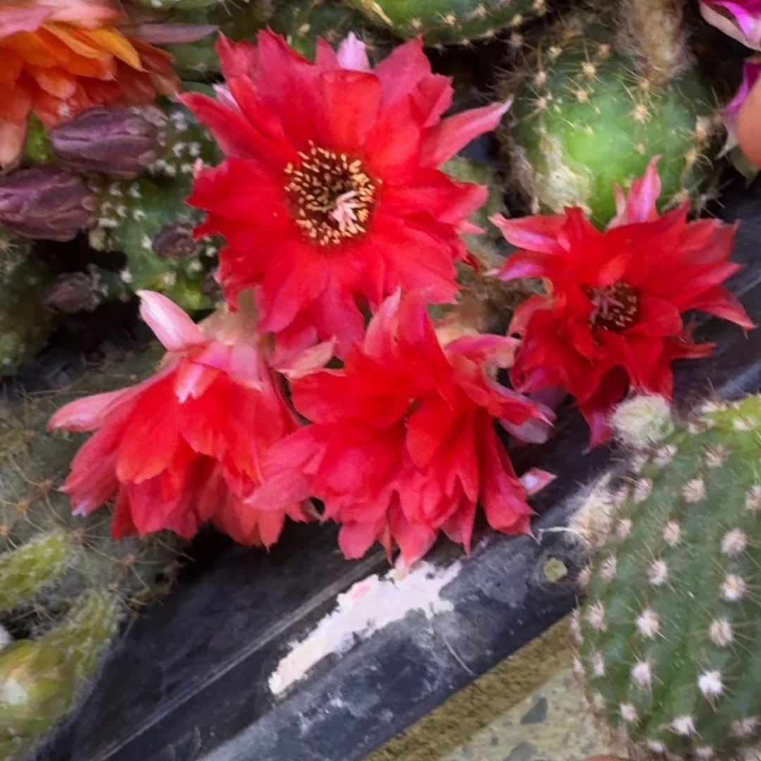 24白檀繁荣3个无根侧牙小，20包邮